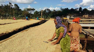Guji Kercha, Guracho Washing Station